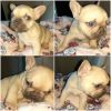 French Bulldogs puppies 4sale
