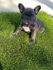 Pure bred French Bulldog puppies