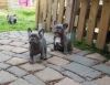 Potty Trained French Bulldog Puppies