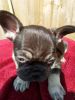 French Bulldog Pup for sale