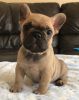 Male and female french bulldog puppies