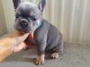 Lovely Lilac And Tan Baby Frenchie Puppies