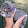 Beautiful Lilac and Tan French Bulldog Puppies