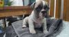 Top Quality Lilac Fawn French Bulldog Puppies