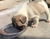 6 Stunning French Bulldog Brindle Puppies For Sale!