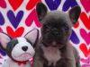 AKC registered French bulldog puppies