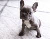 Potty Trained French Bulldog puppies ready now
