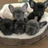 AKC French Bulldogs ~ Show and Pet Quality ~ All Colors