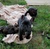 Beautiful French Bulldog puppies available
