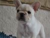 French BullDog puppies For sale