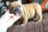 Top Quality Lilac Fawn French Bulldog Puppies