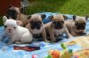 French Bulldog Puppies - Blue/blue&tan/cream