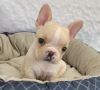 Gorgeous Litter Of Quality French Bulldog Puppies