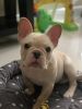 Male French Bulldog puppy 16 weeks old