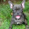 Brindle Male French Bulldog Puppy Available