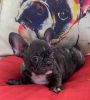 Obedient French bulldogs available