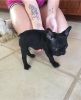 French Bulldog puppy for adoption