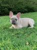 frenchie male lilac fawn puppy