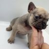 french bull dog for sale near me