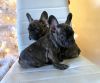 Brindle Male French Bulldogs