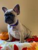 Fawn Frenchie 4 months old for sale