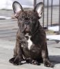 Quality registered Frenchie pups