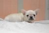 Sweet quiet little White French Bulldog pups