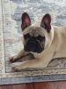French Bulldogs for Adoption