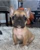 Black mask Fawn Frenchie