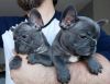 AKC French Bulldog Puppies Now Available.