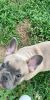Blue fawn French bull dog for sale 2,500 flexible on price