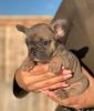 French Bulldogs available