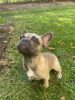Adorable Blue Fawn Male Puppy for sale