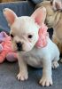 Trained xx French bulldogs