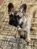 Male French bulldog puppy for sale