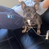 Trying to rehome fully grown female French Bulldog