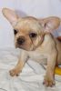 French Bulldogs Puppies
