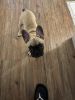 Rehoming male French Bulldog