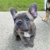 Healthy Homes Raised French Bulldog Puppies Available For Sale.