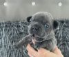 Blue and Blue Fawn French Bulldog Puppies