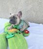 Peewee the frenchie