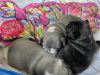 Blue and Brindle French Bulldog Litter