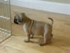 light brown Frenchie Pug puppies for sale