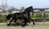 Friendly Friesian Stallion ( Jacob ) Horse