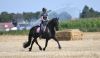 1st Pedigree 7 Years Old FRIESIAN Gelding With Amazing Personality.