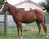 Great Frisian horse for sale