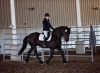 3rd Level IMPORTED Friesian Gelding for Adoption