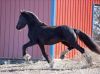 Dream Friesian horse for rehoming