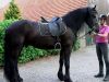 This is a seven year old dream Friesian