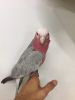 Galah cockatoo with cage